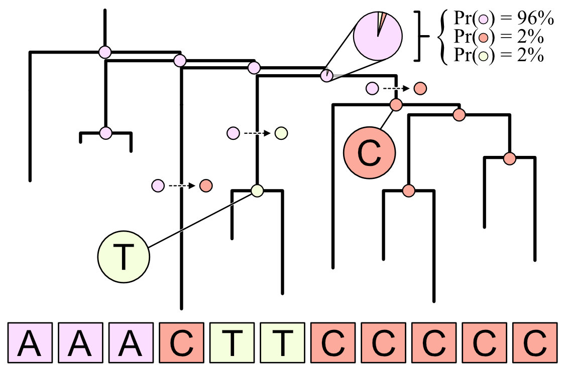 Somatic mutation SCM