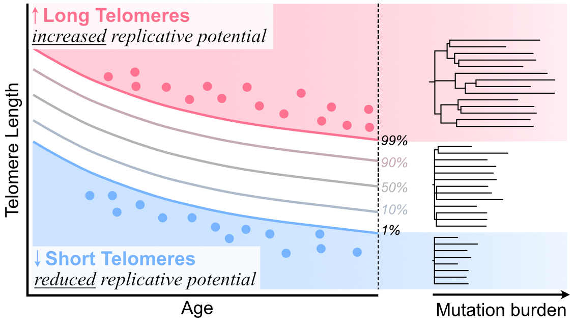 Telomere biology and phylogeny